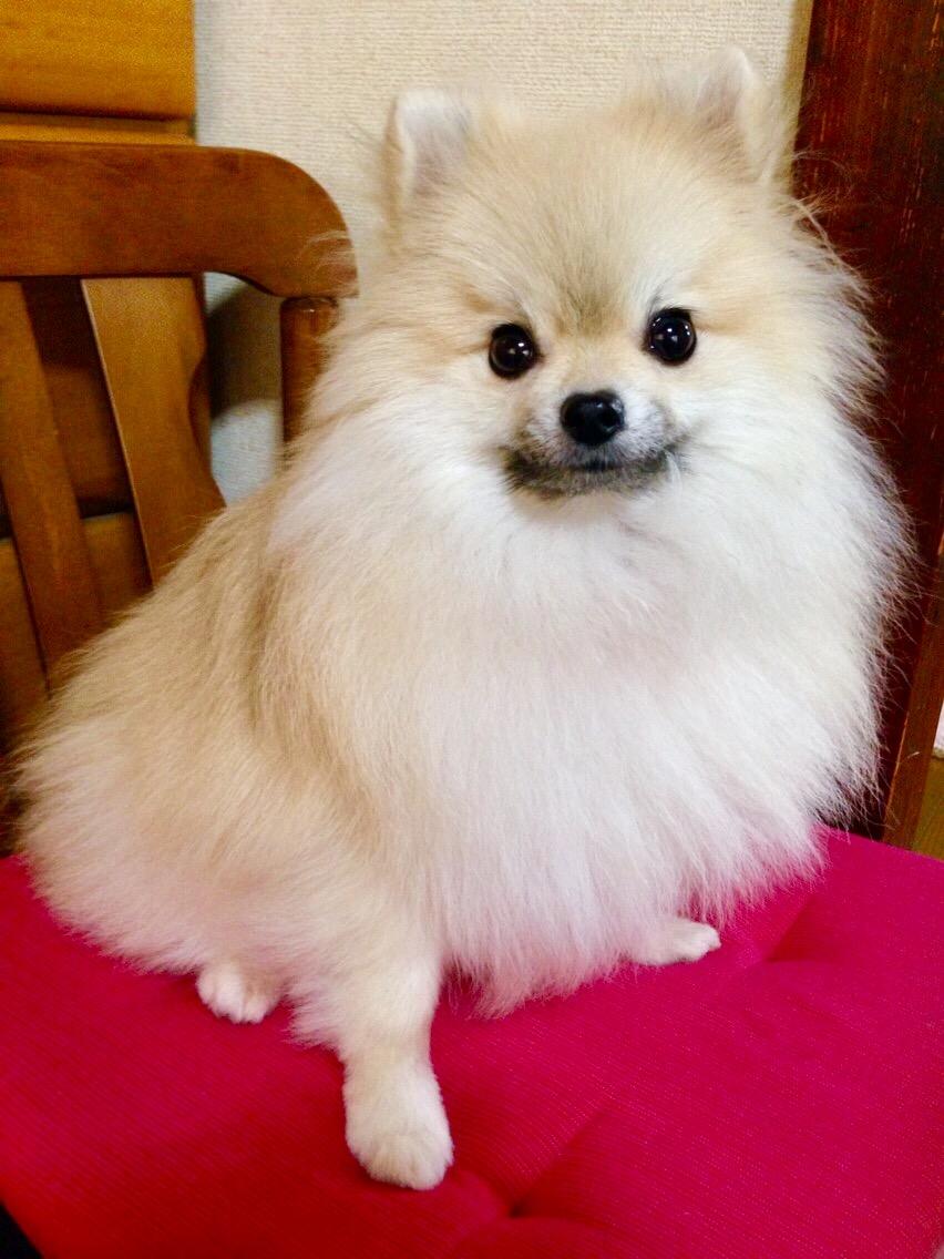 わんにゃんサイトの犬の写真