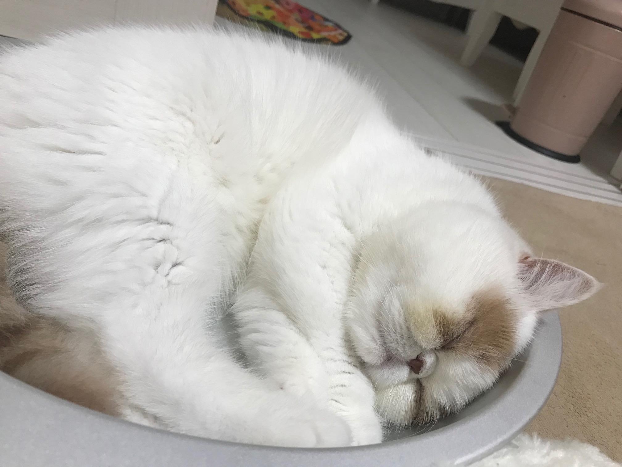 わんにゃんサイトの猫の写真