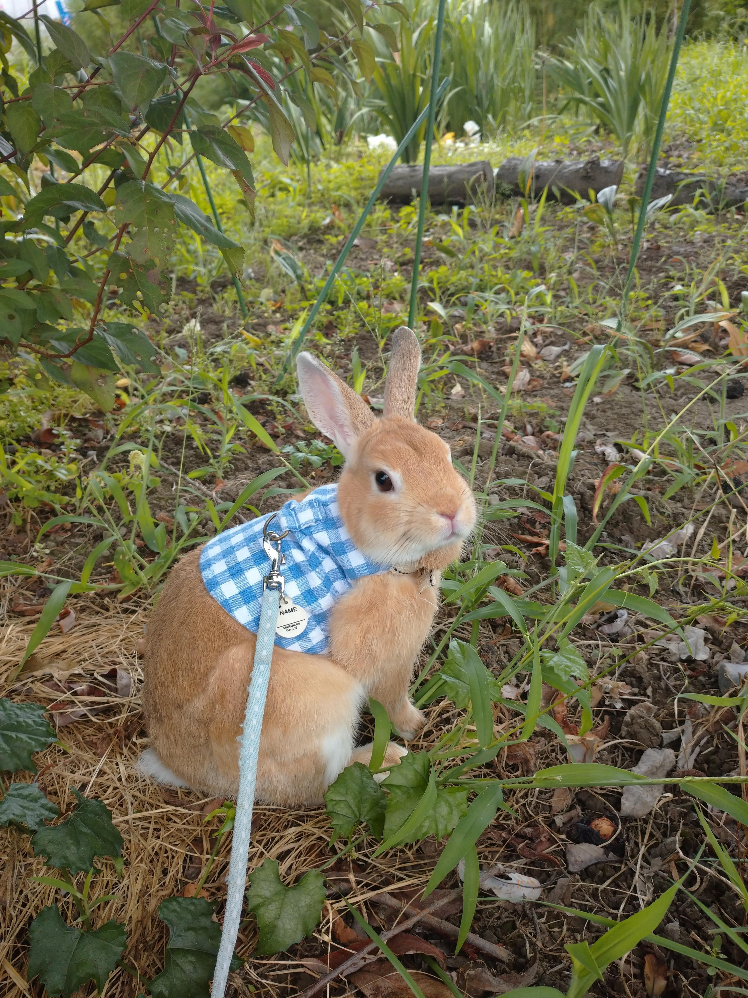 わんにゃんサイトのその他の写真