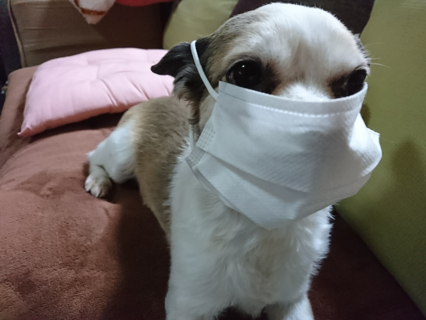 わんにゃんサイトの犬の写真