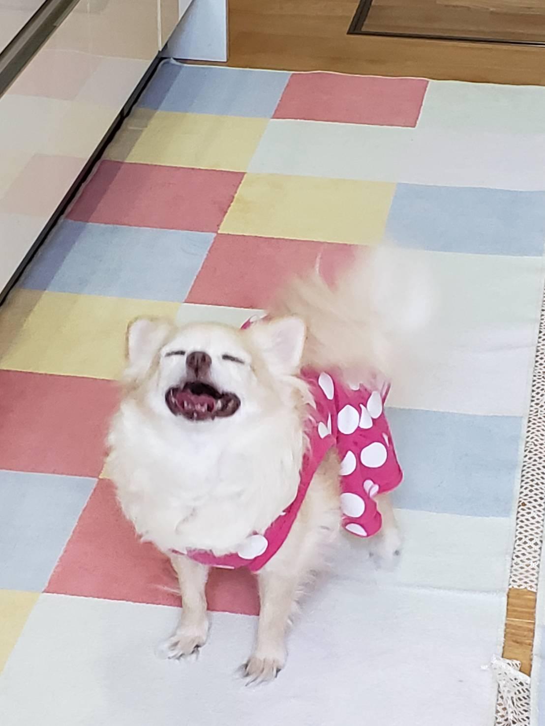 わんにゃんサイトの犬の写真