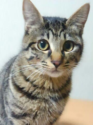 わんにゃんサイトの猫の写真