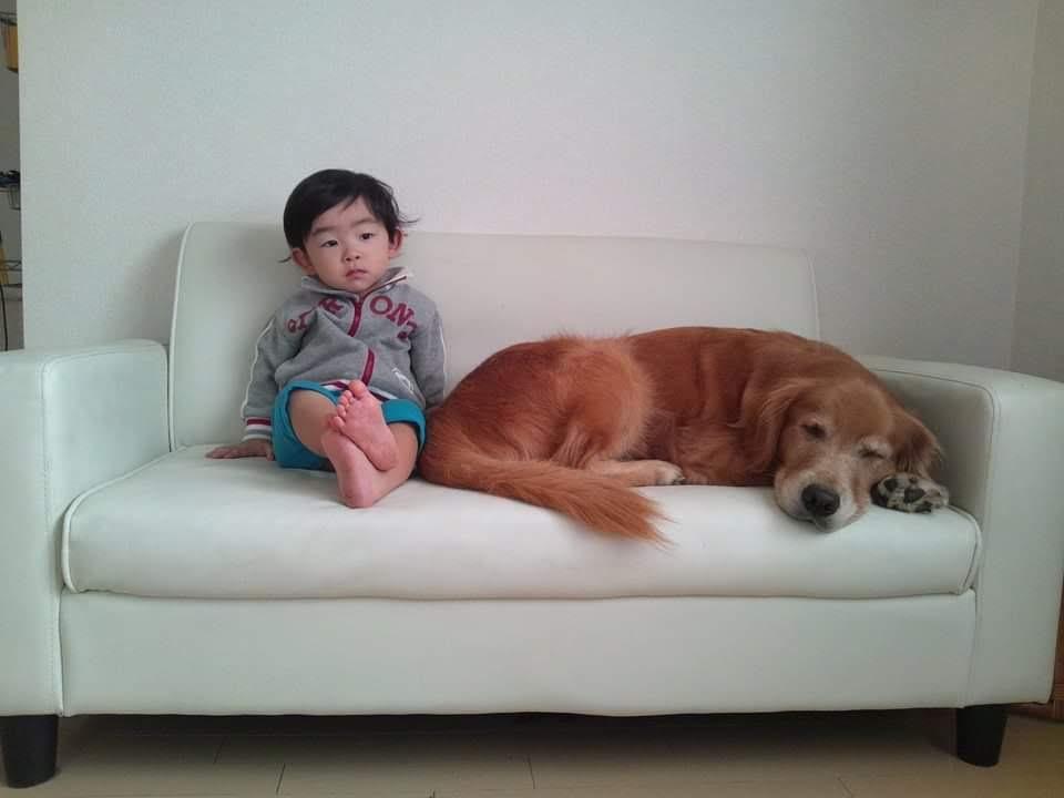 わんにゃんサイトの犬の写真