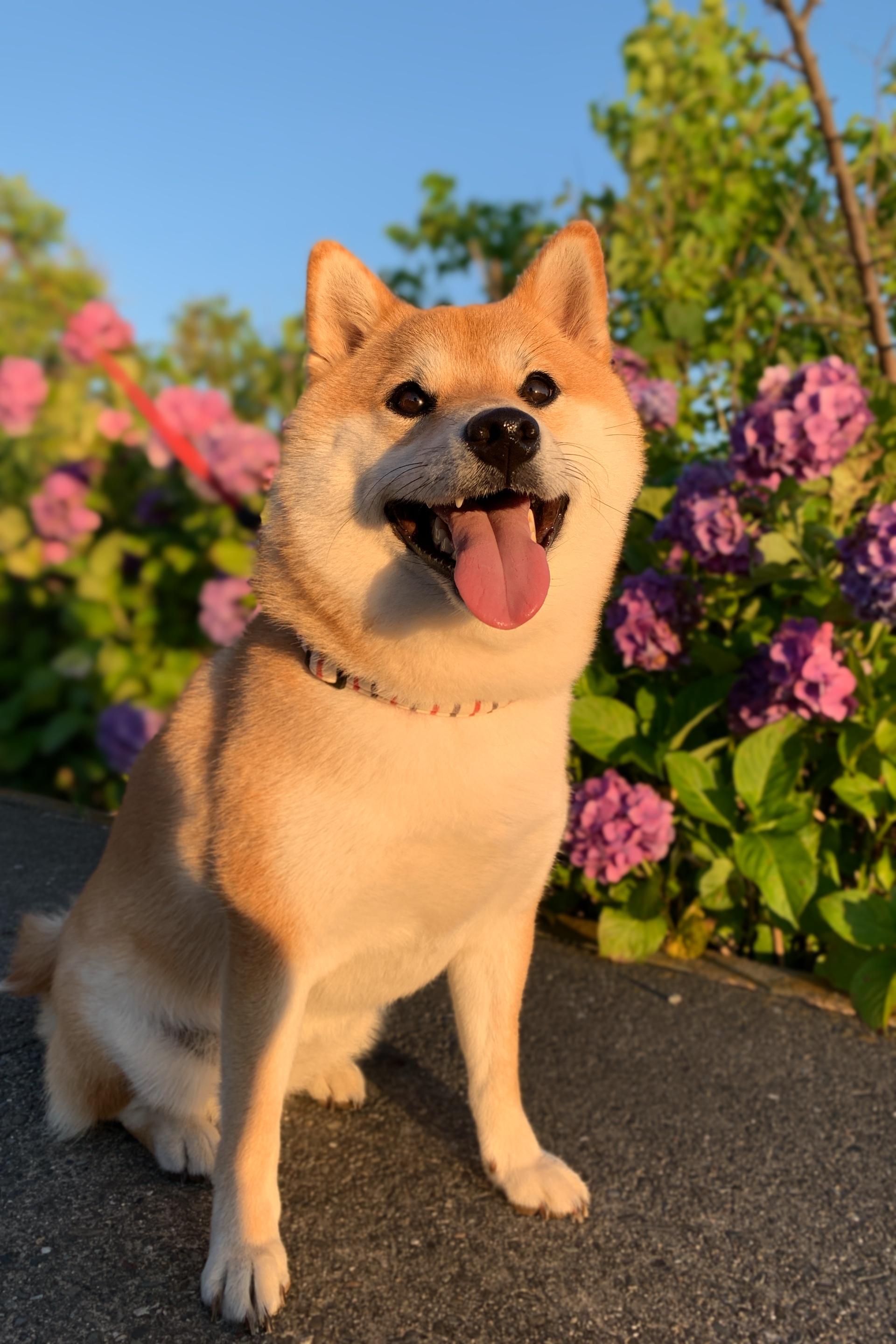 わんにゃんサイトの犬の写真