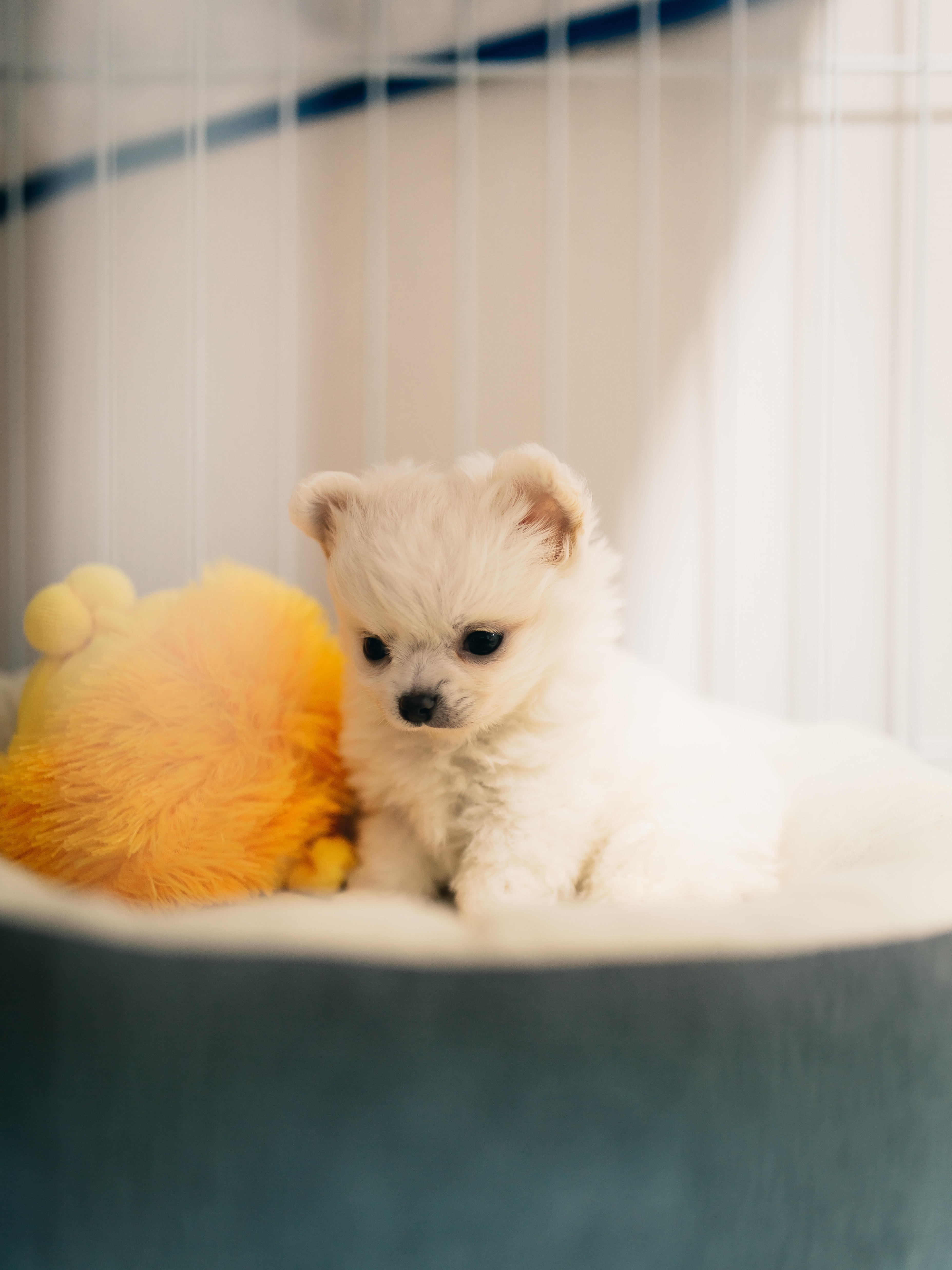 わんにゃんサイトの犬の写真