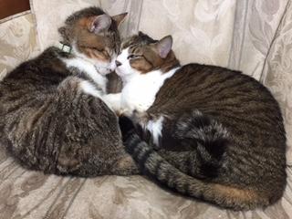 わんにゃんサイトの猫の写真