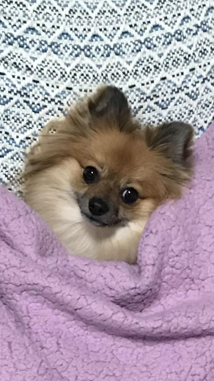 わんにゃんサイトの犬の写真