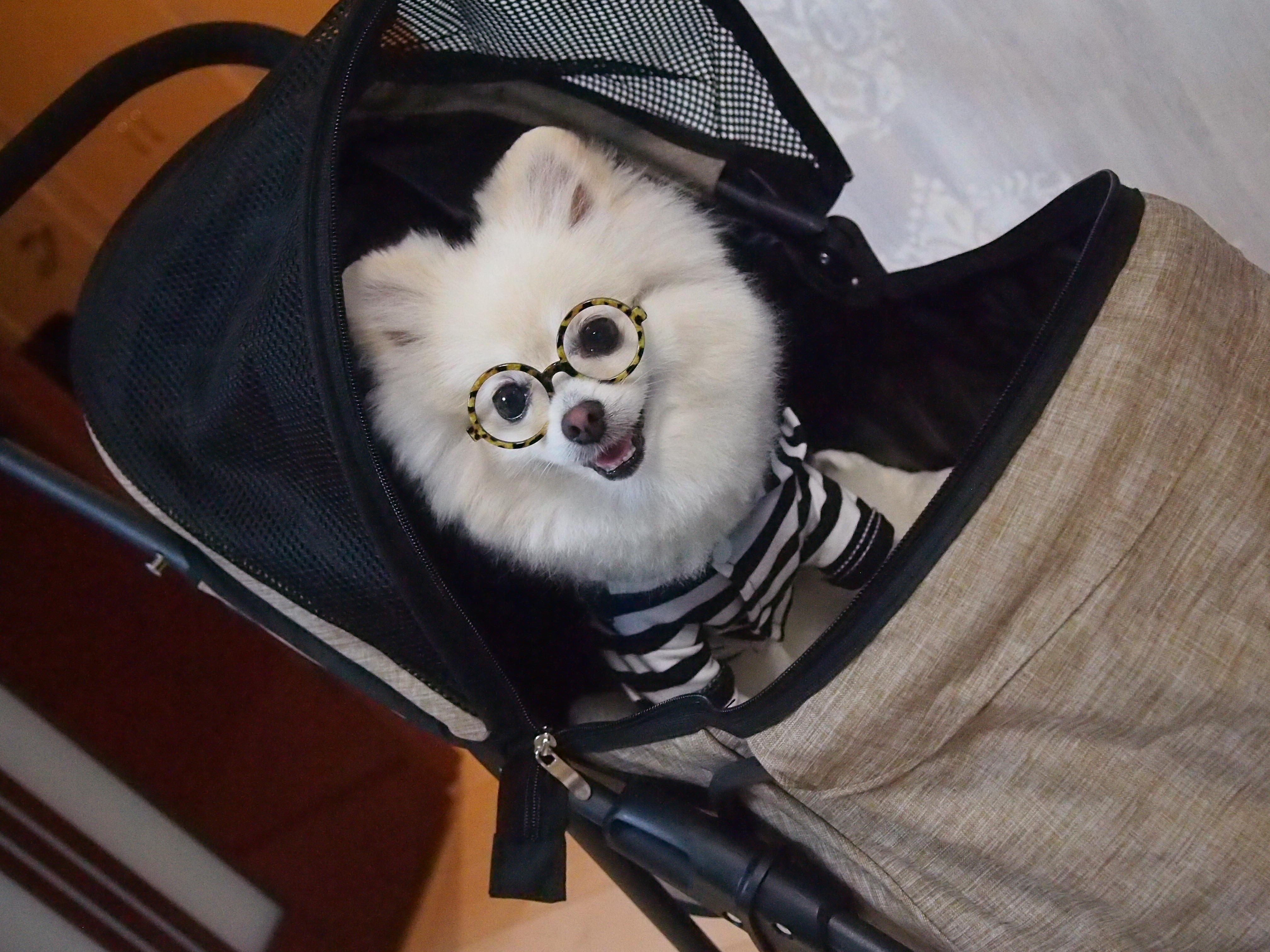 わんにゃんサイトの犬の写真