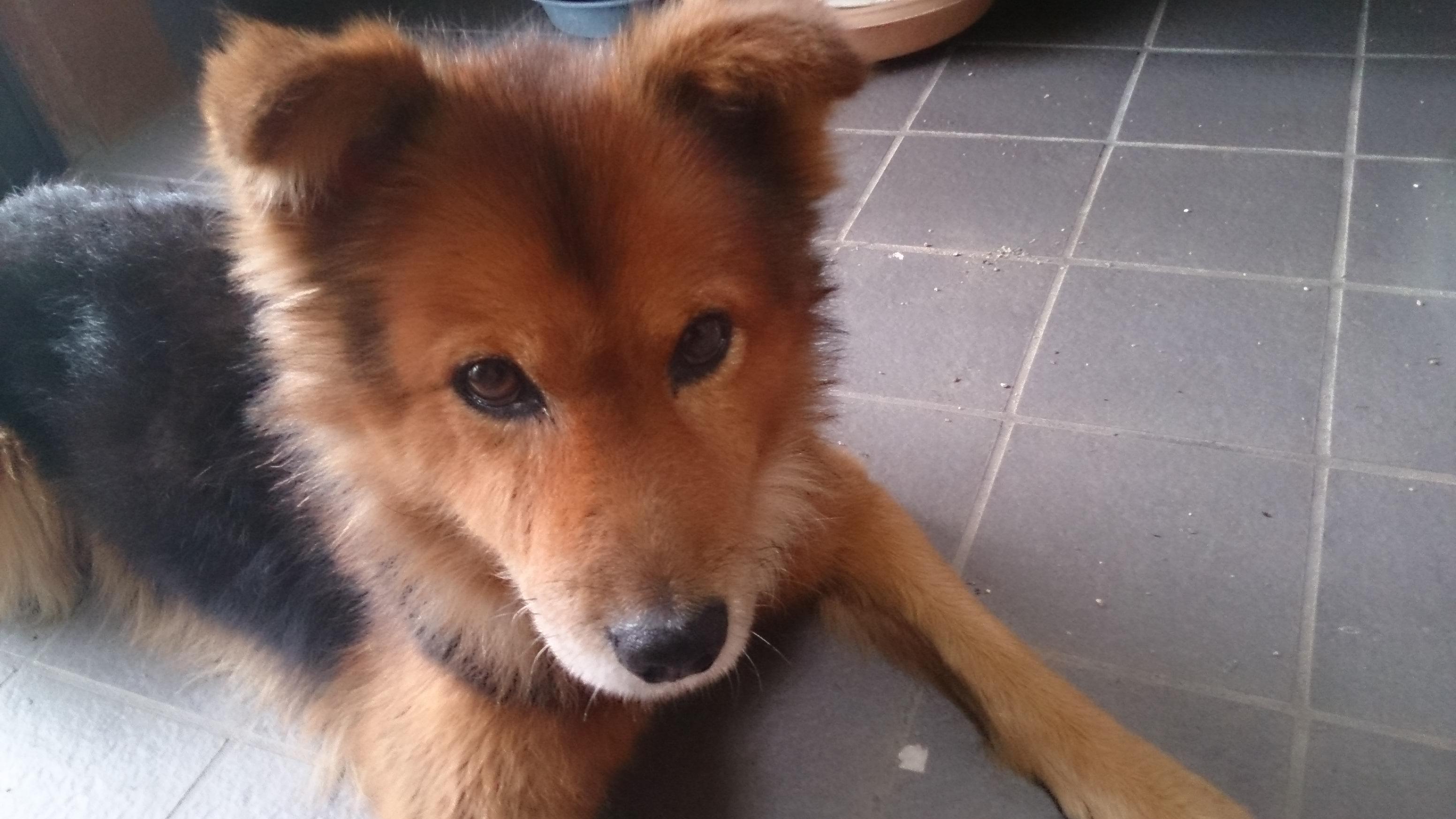 わんにゃんサイトの犬の写真