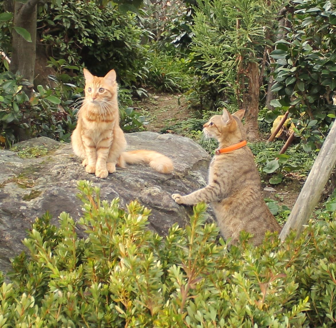 わんにゃんサイトの猫の写真