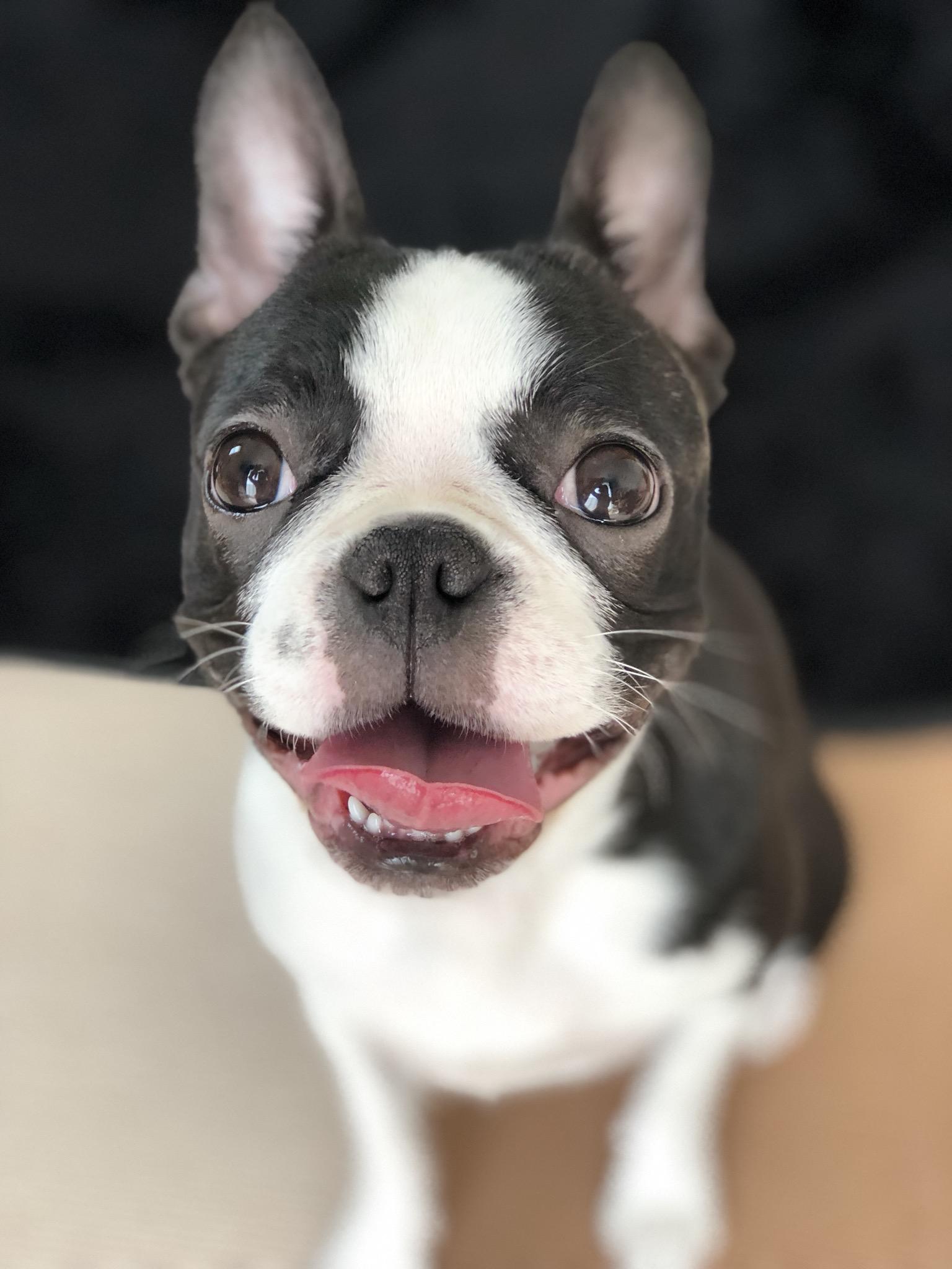 わんにゃんサイトの犬の写真