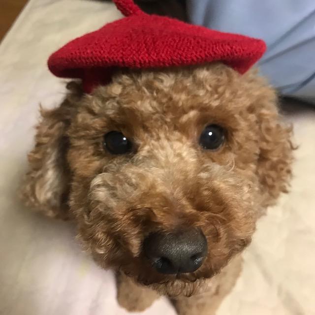 わんにゃんサイトの犬の写真