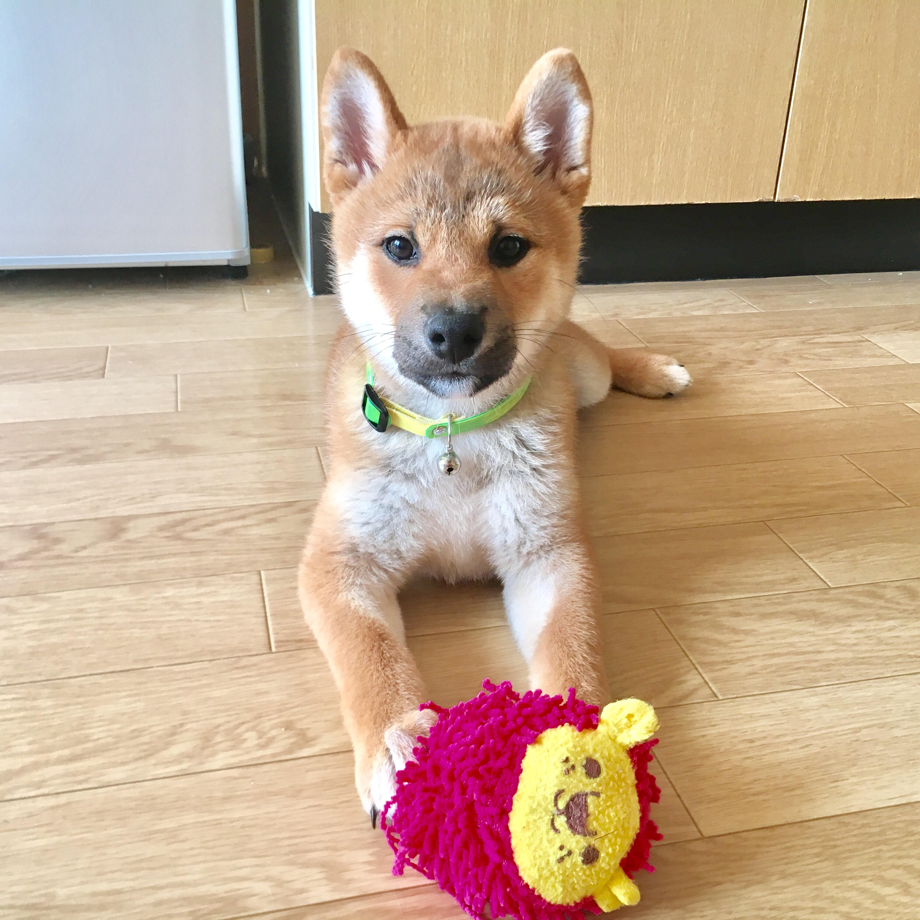 わんにゃんサイトの犬の写真