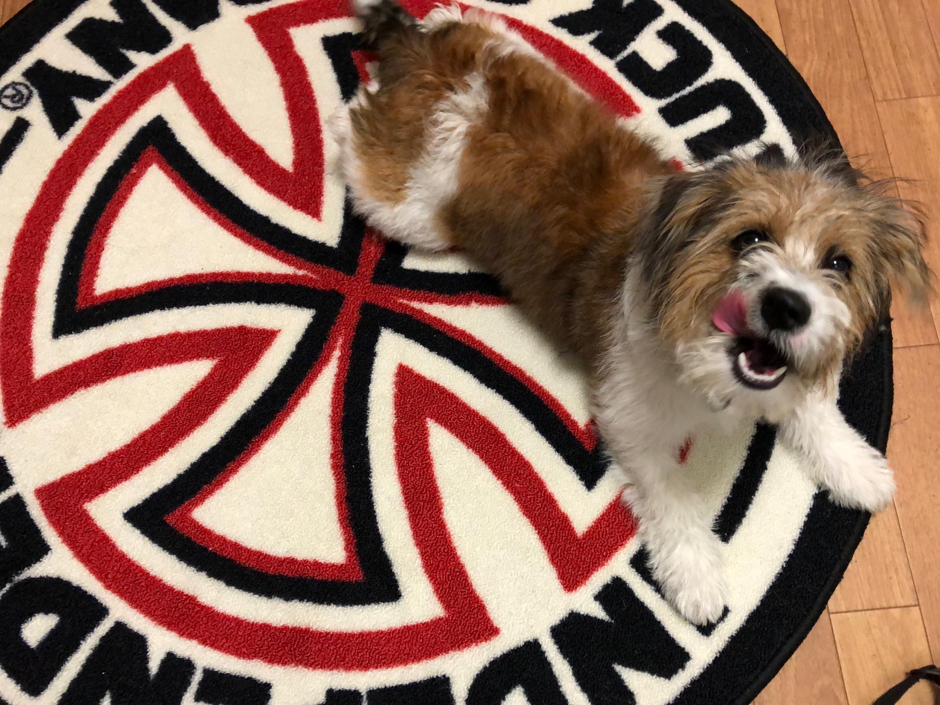 わんにゃんサイトの犬の写真