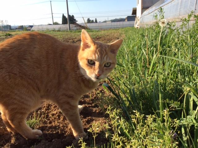 わんにゃんサイトの猫の写真