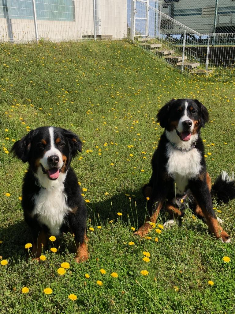 わんにゃんサイトの犬の写真