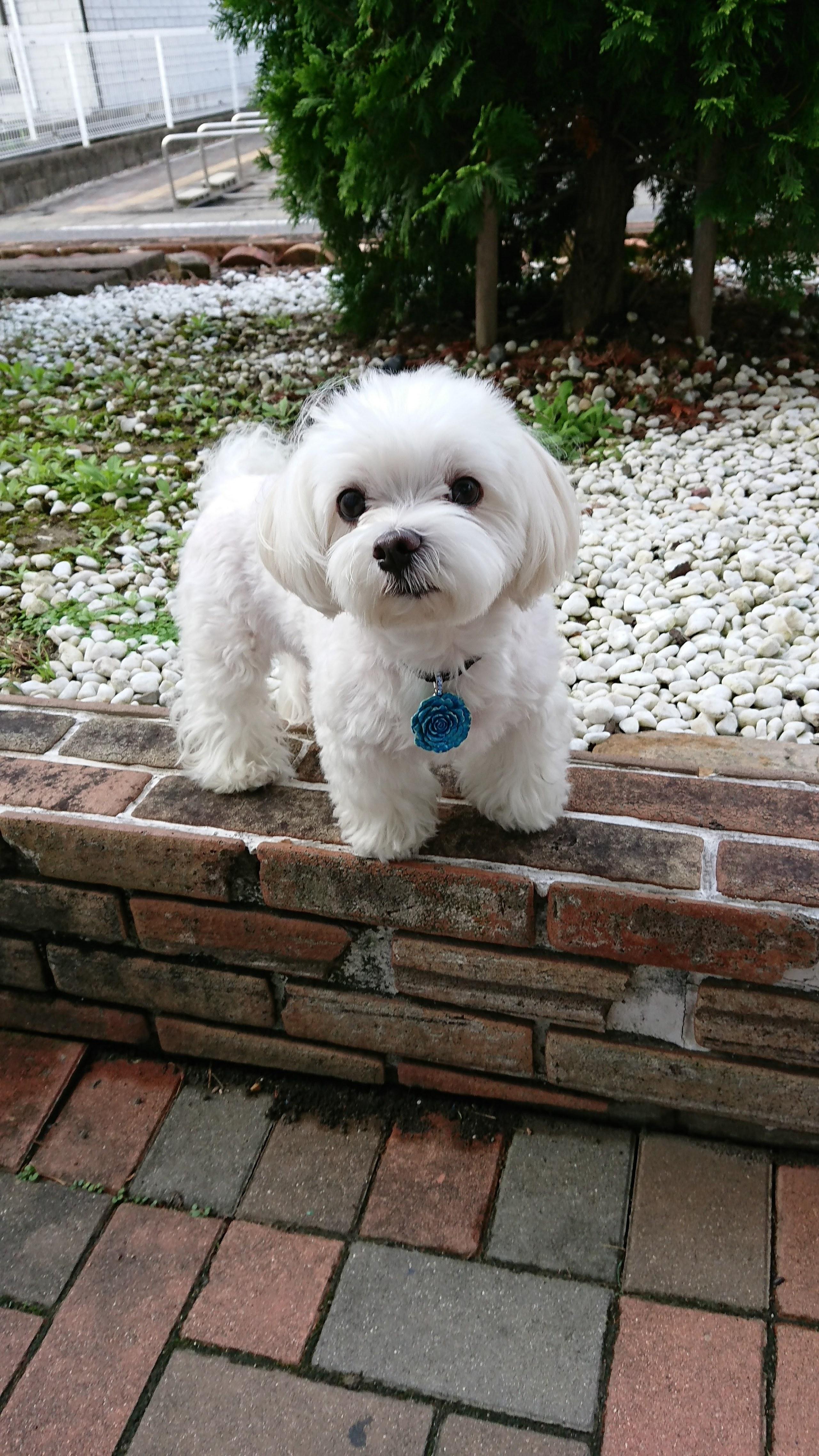 わんにゃんサイトの犬の写真