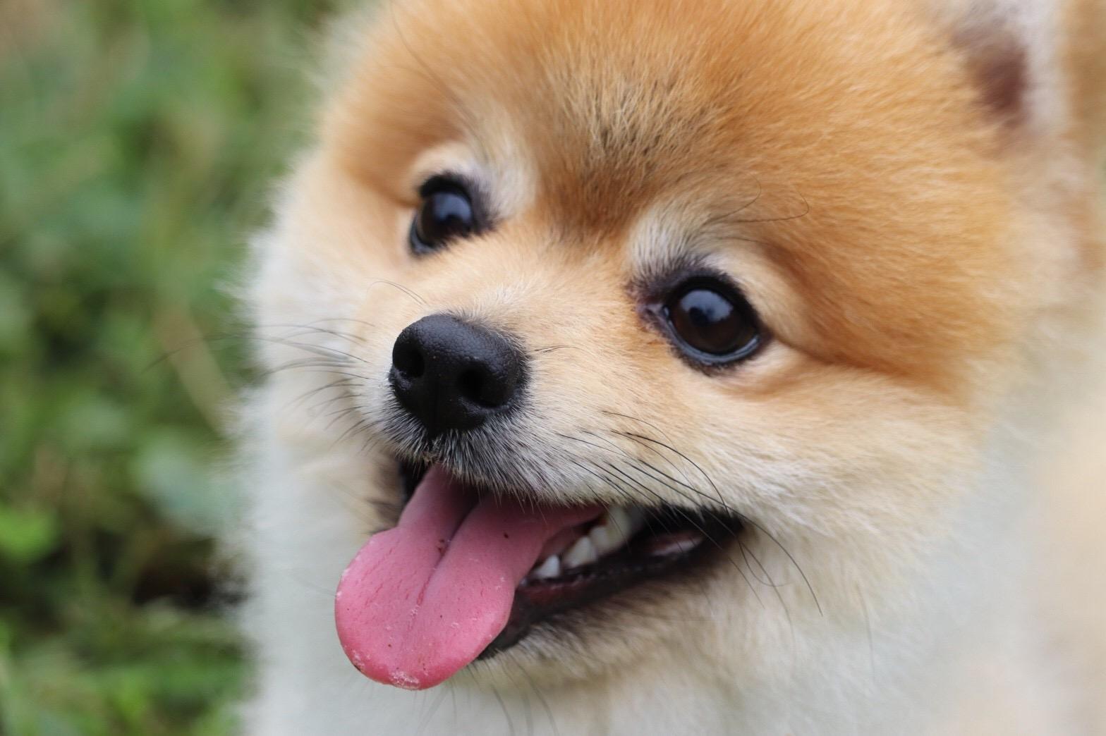 わんにゃんサイトの犬の写真