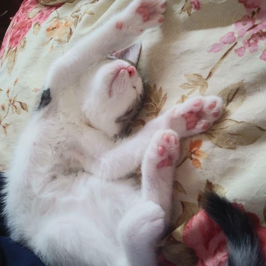 わんにゃんサイトの猫の写真