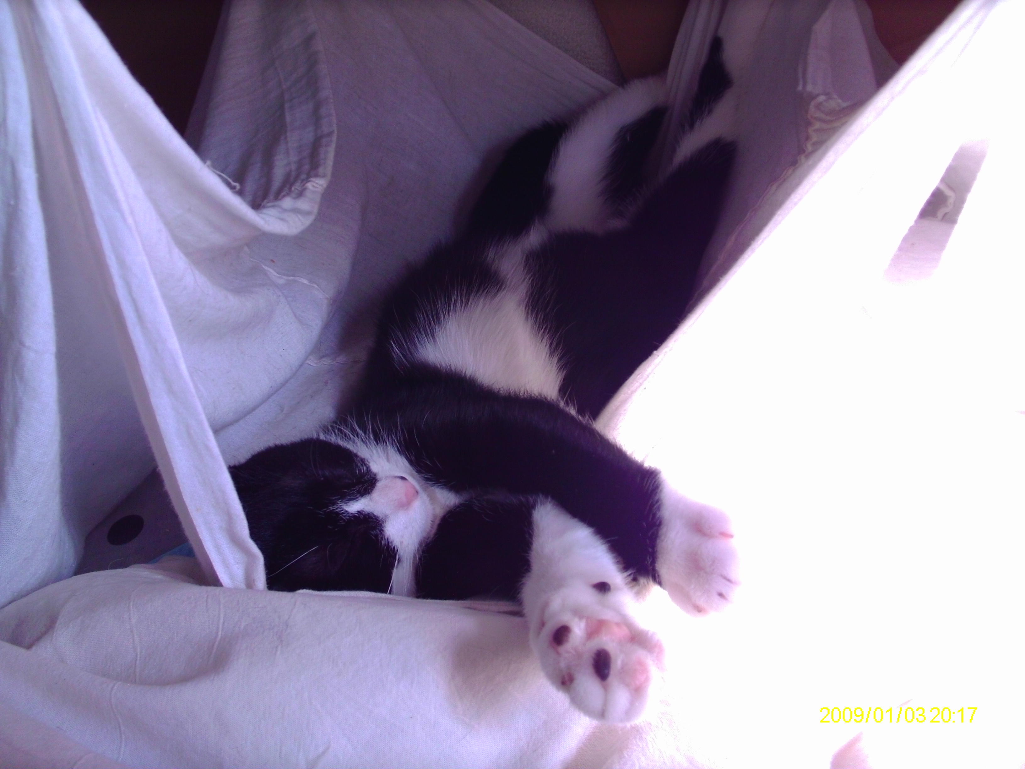 わんにゃんサイトの猫の写真