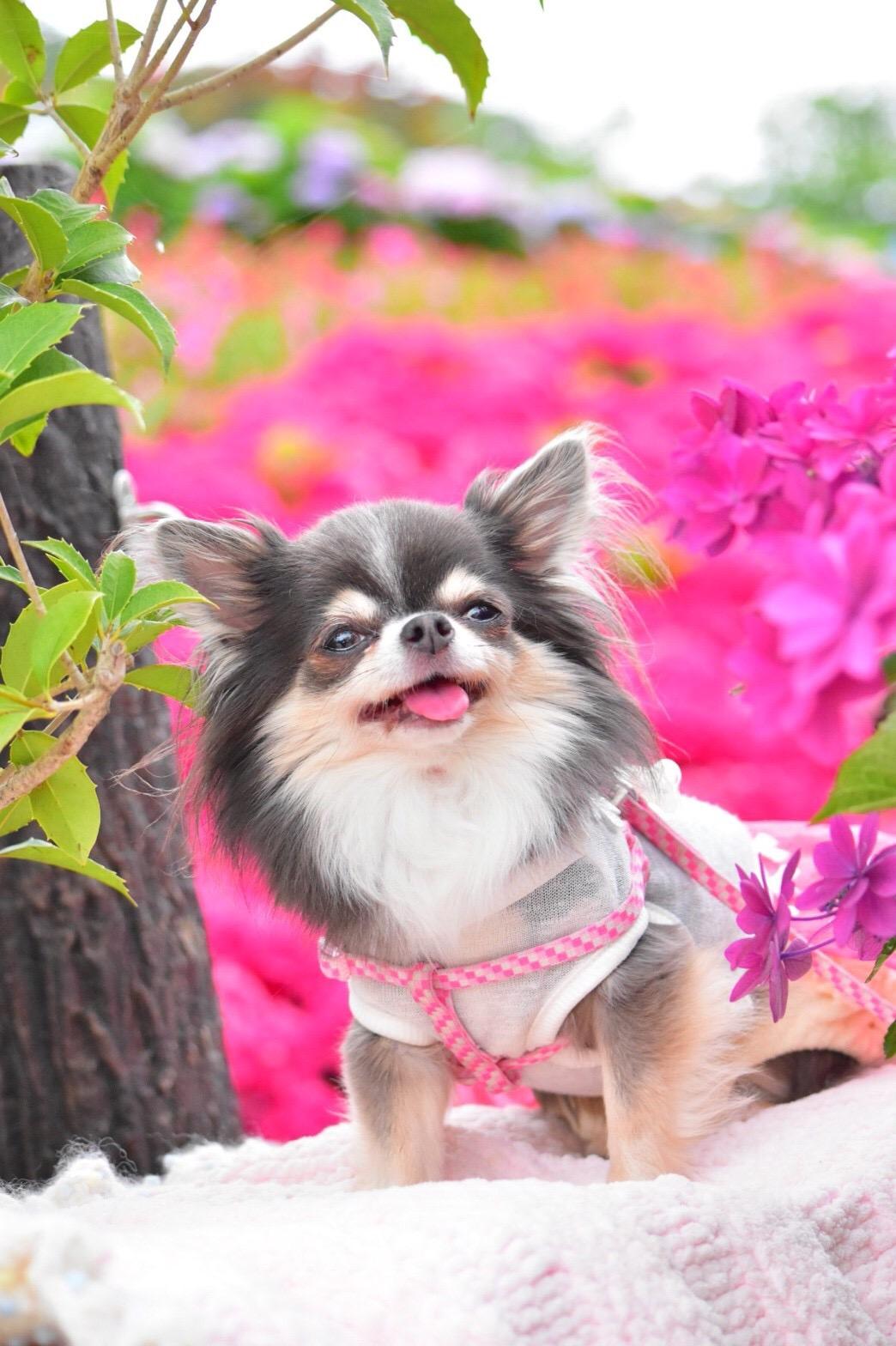 わんにゃんサイトの犬の写真