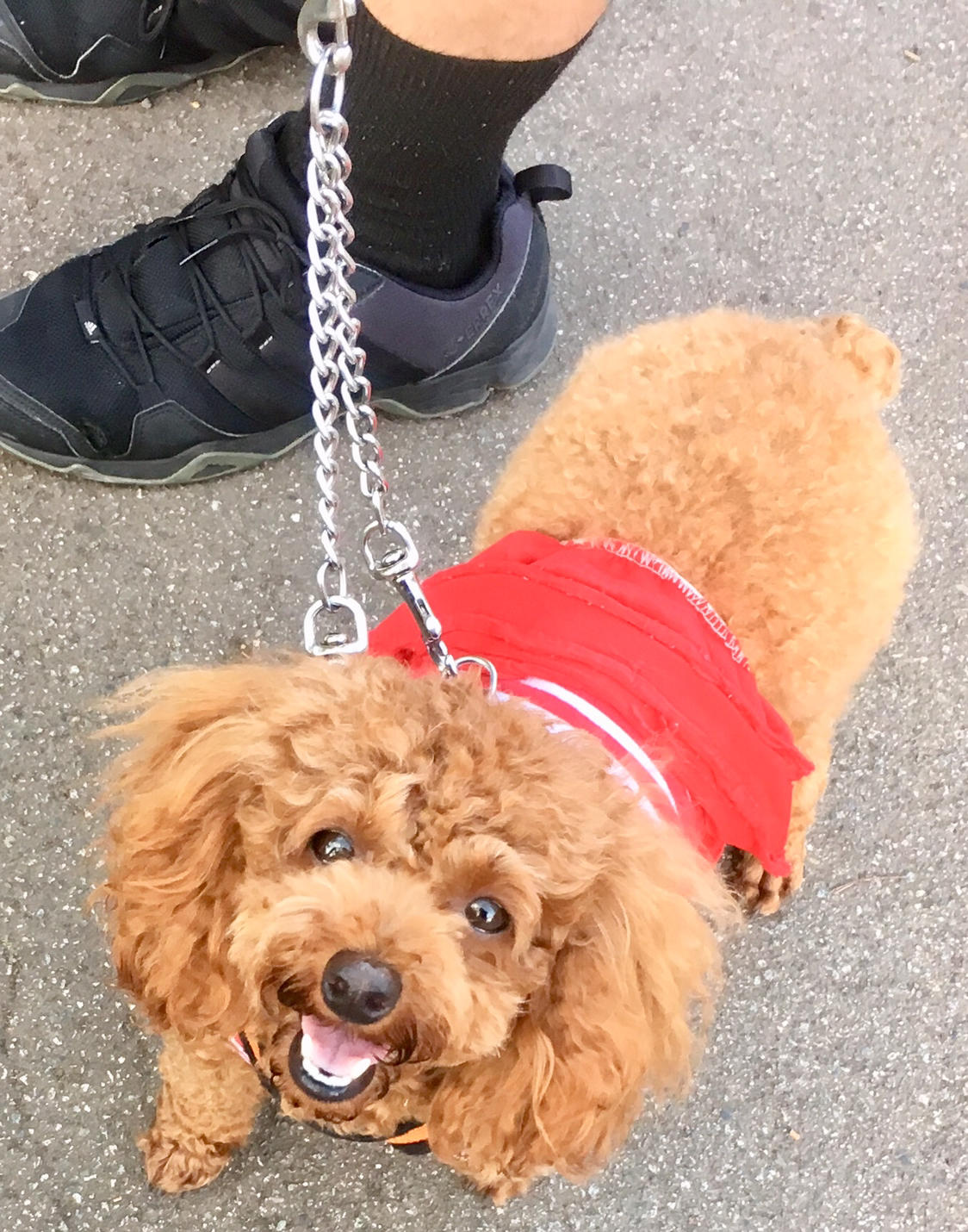 わんにゃんサイトの犬の写真