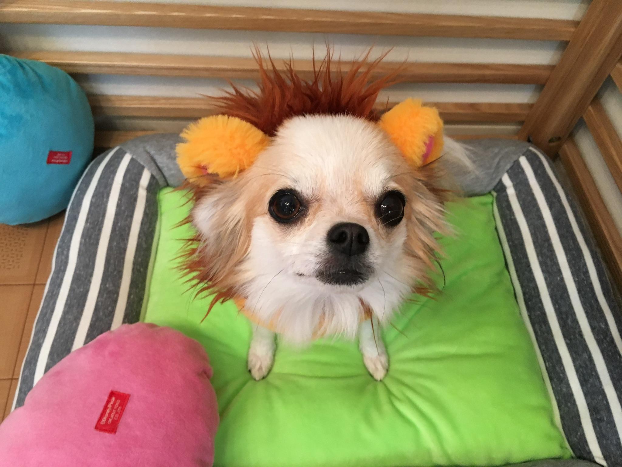 わんにゃんサイトの犬の写真