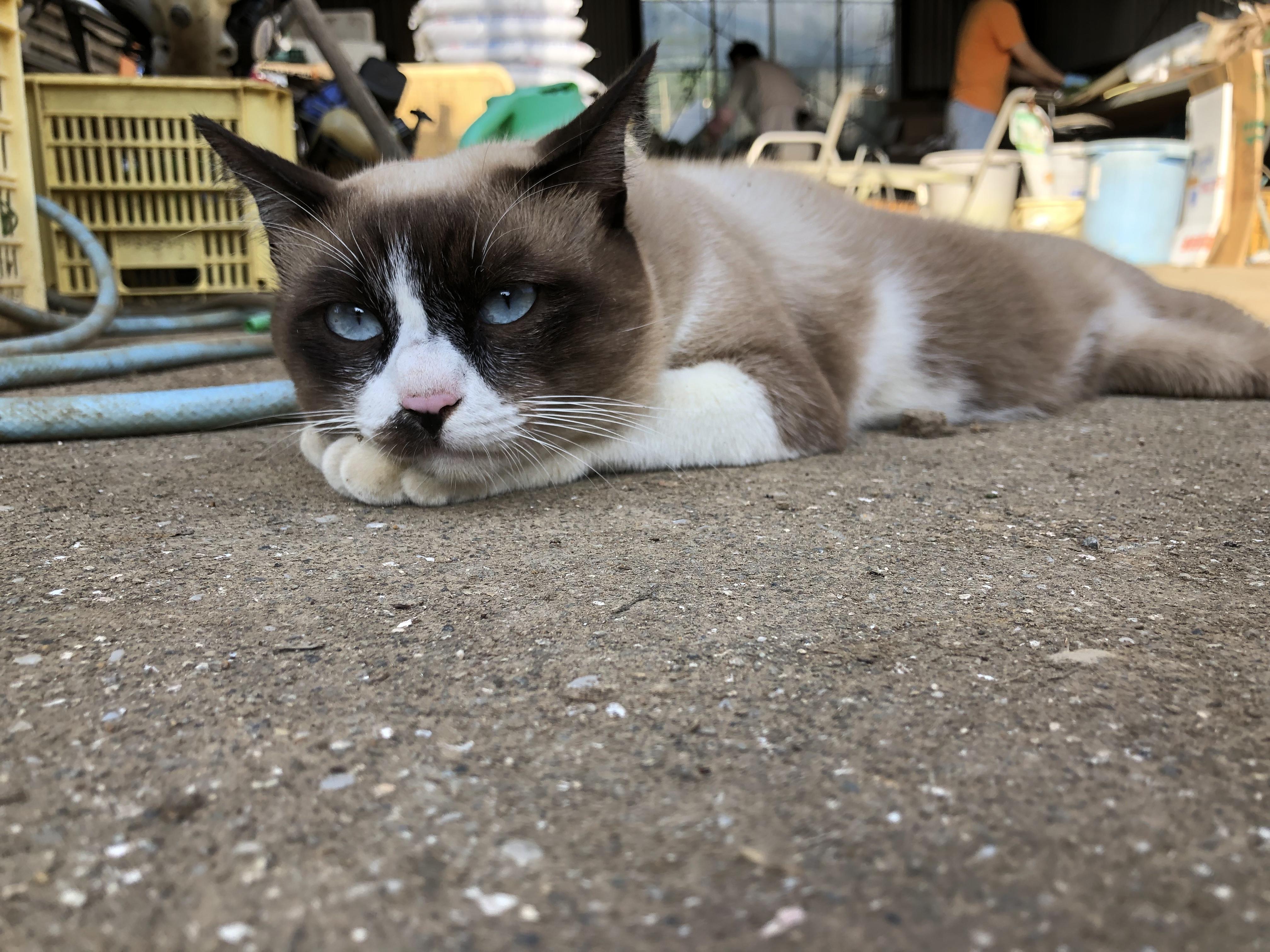 わんにゃんサイトの猫の写真