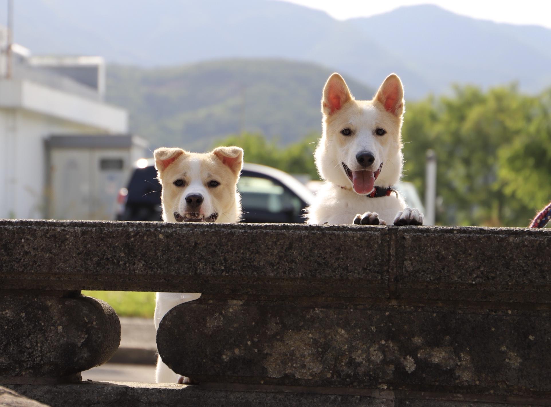 わんにゃんサイトの犬の写真