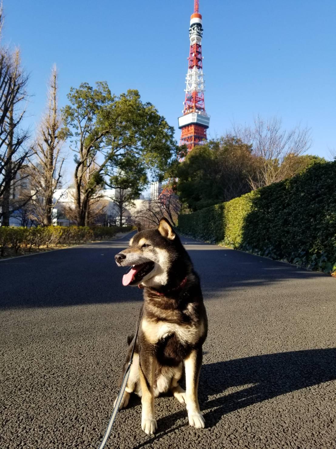 わんにゃんサイトの犬の写真