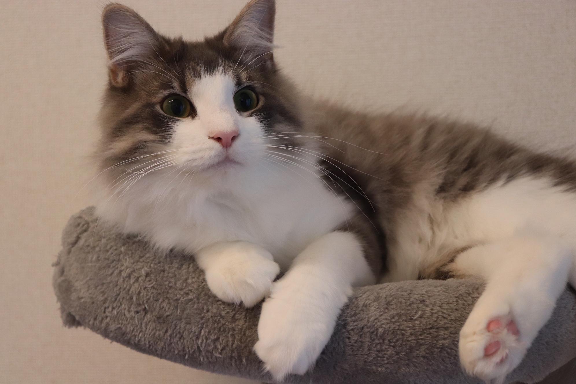 わんにゃんサイトの猫の写真