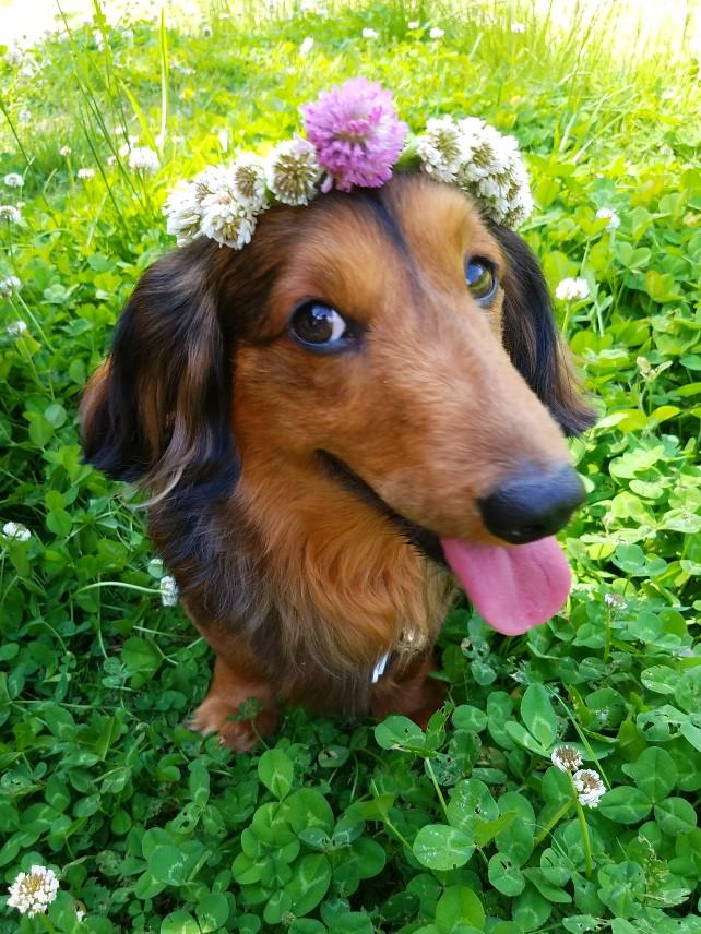 わんにゃんサイトの犬の写真