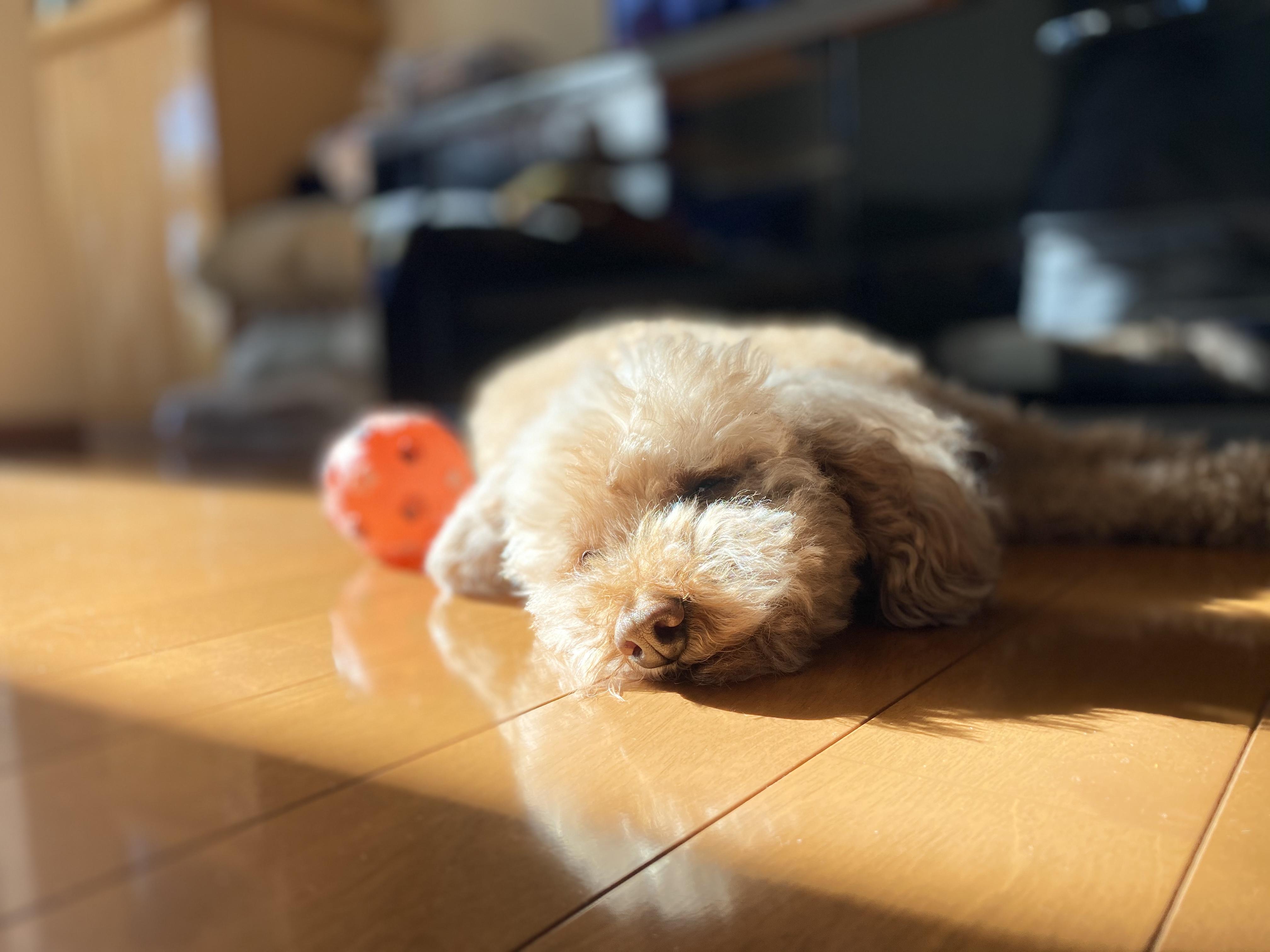 わんにゃんサイトの犬の写真