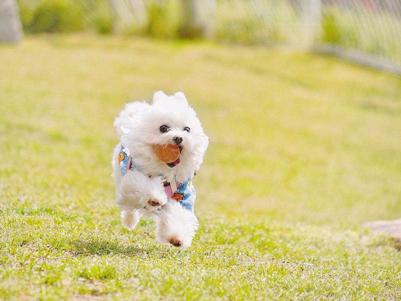 わんにゃんサイトの犬の写真