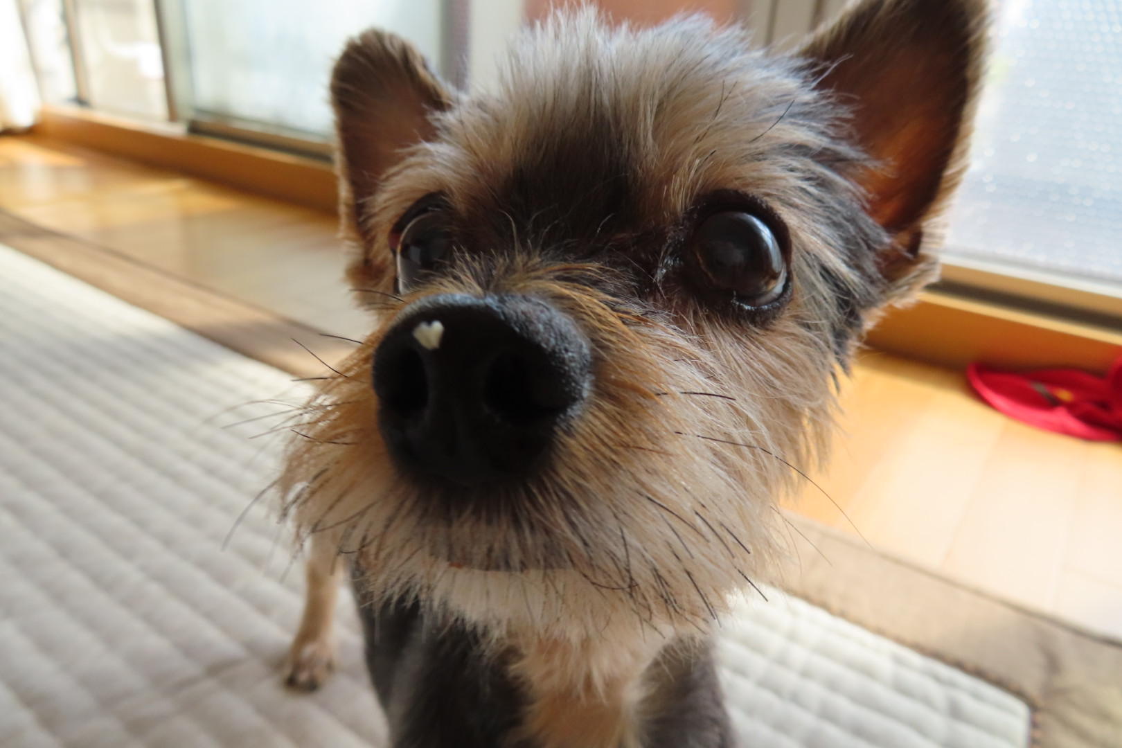 わんにゃんサイトの犬の写真