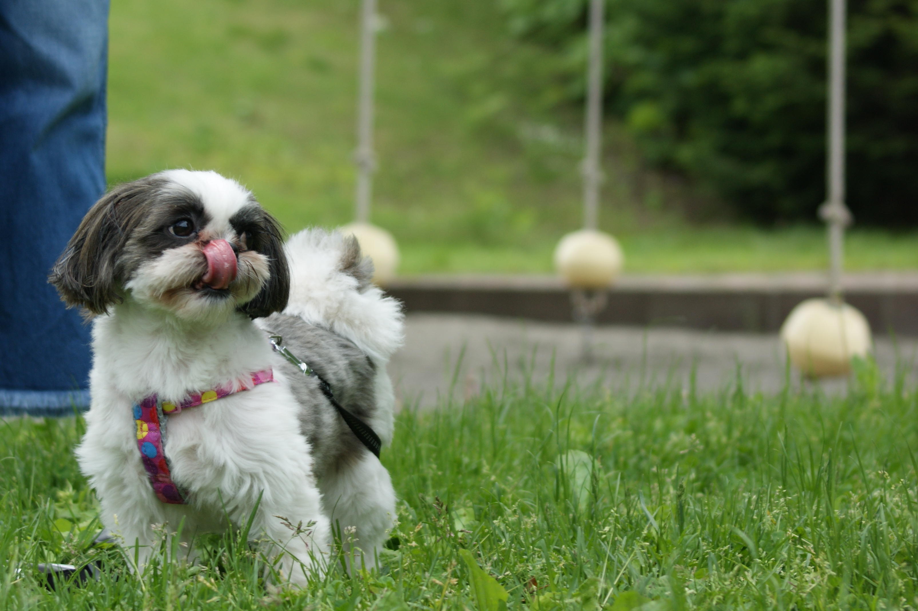 わんにゃんサイトの犬の写真