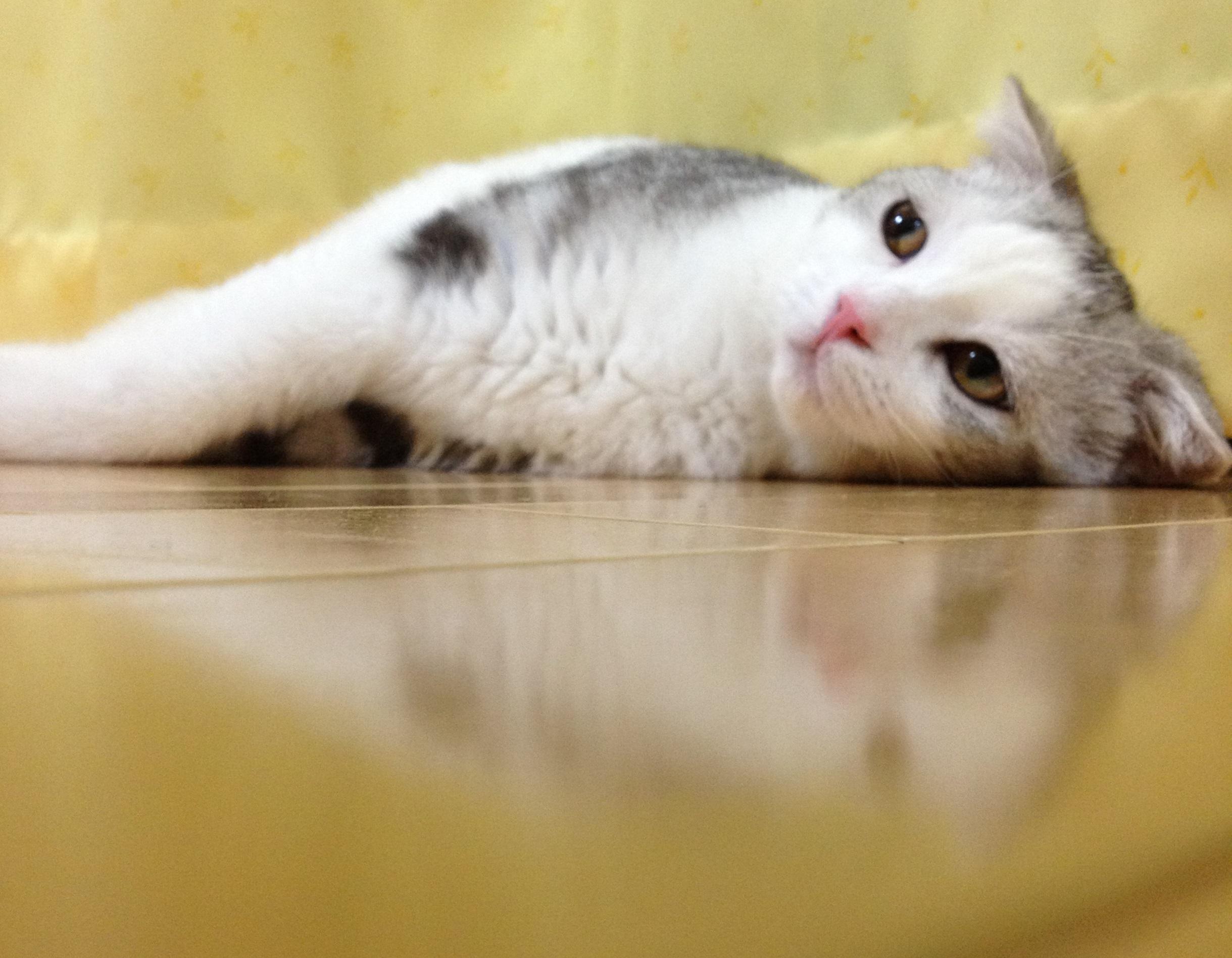 わんにゃんサイトの猫の写真