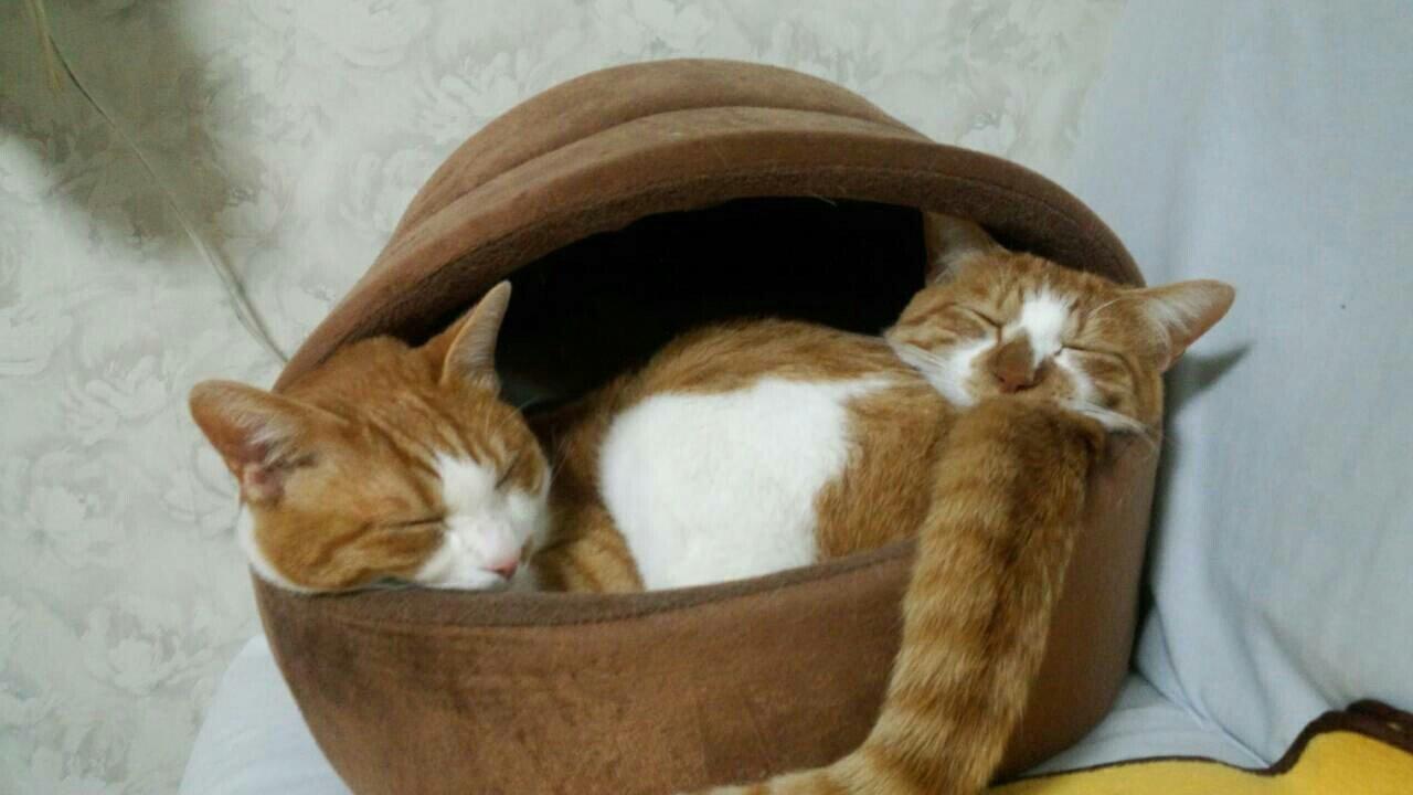 わんにゃんサイトの猫の写真