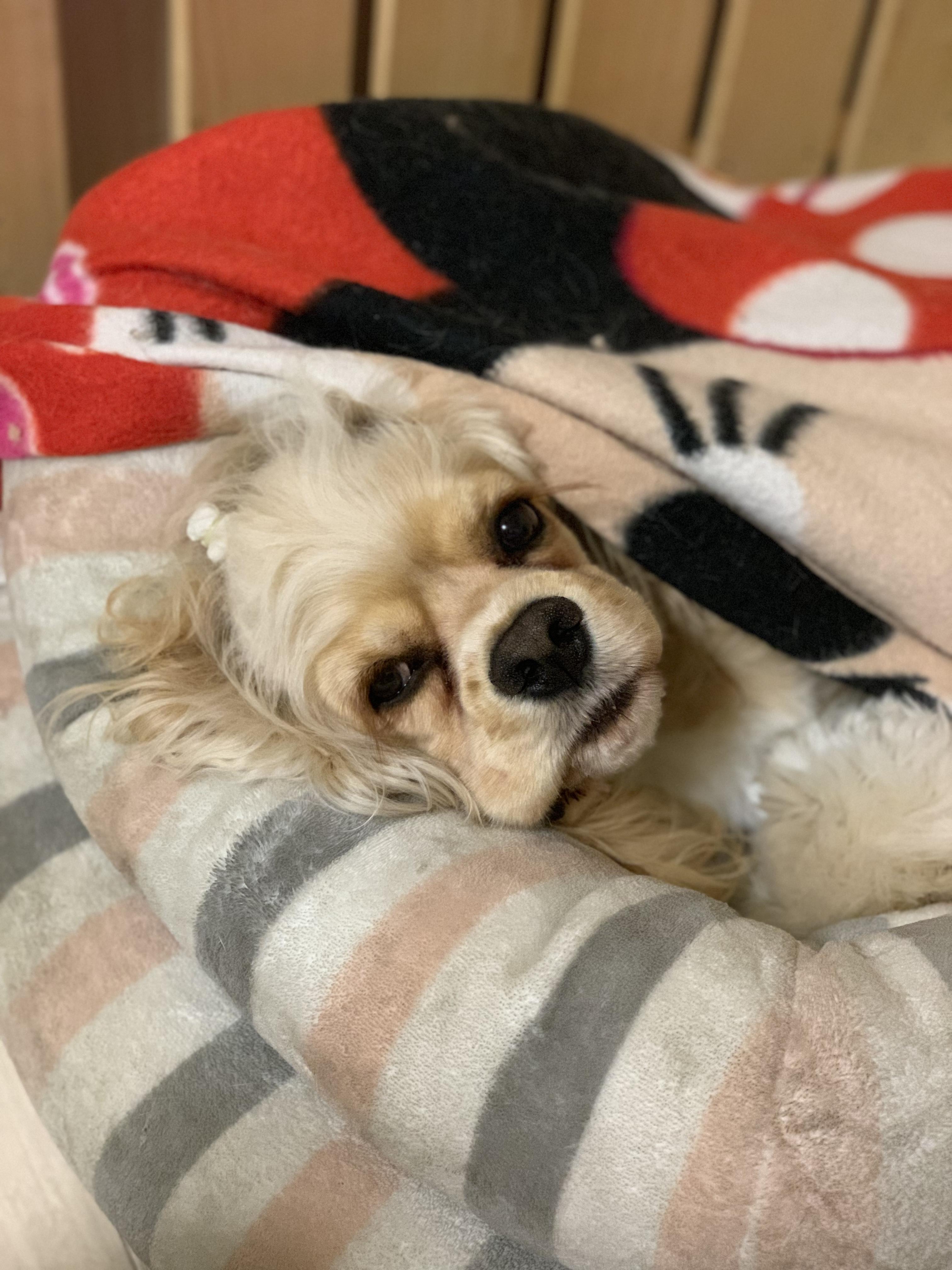 わんにゃんサイトの犬の写真