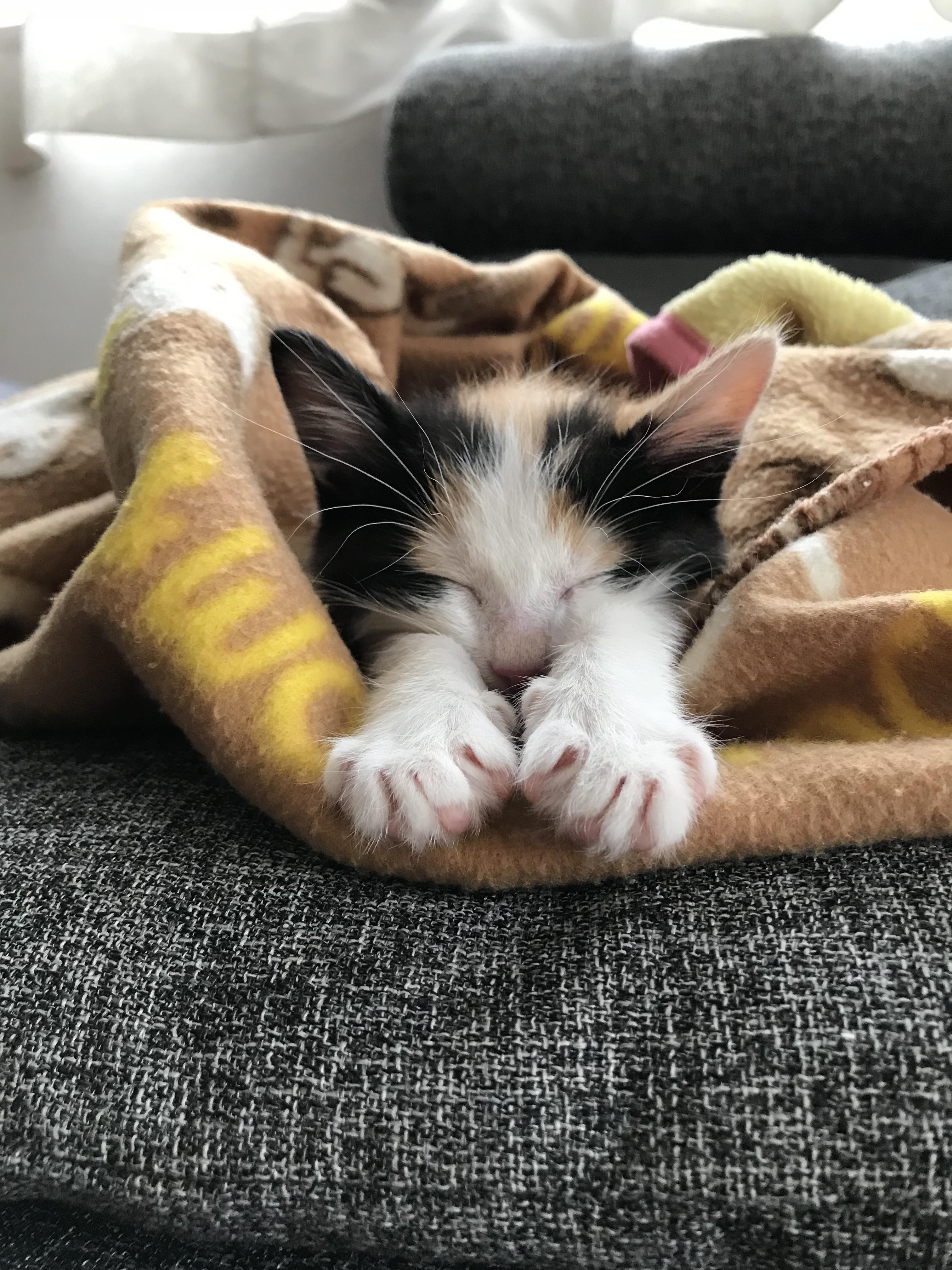 わんにゃんサイトの猫の写真