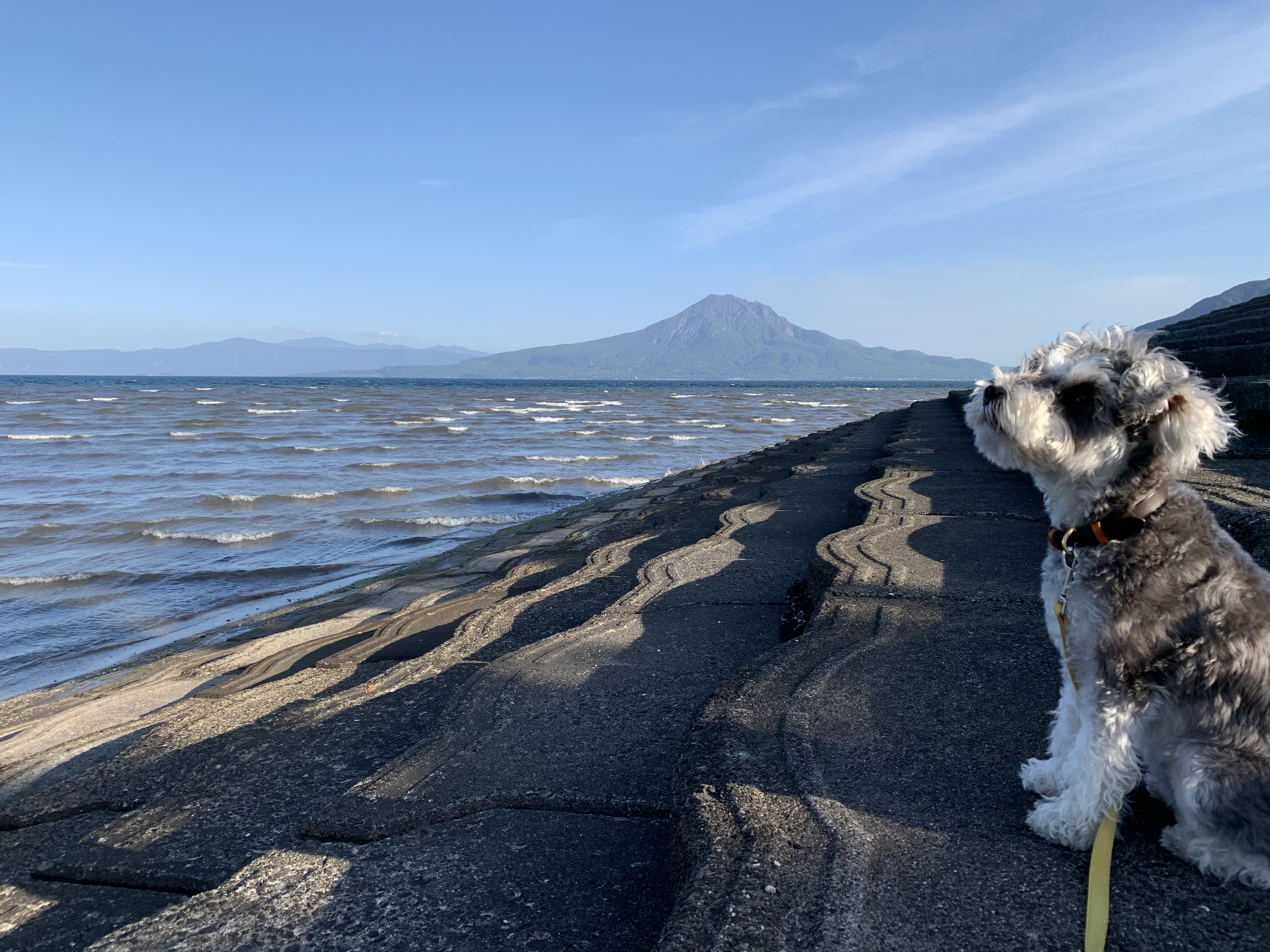 わんにゃんサイトの犬の写真