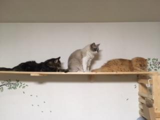 わんにゃんサイトの猫の写真