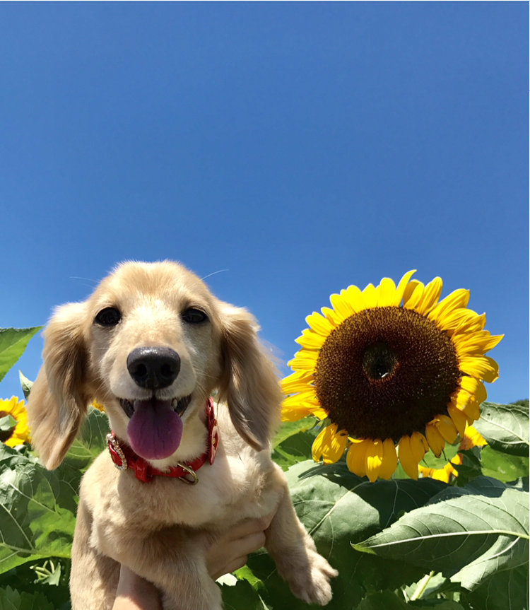 わんにゃんサイトの犬の写真
