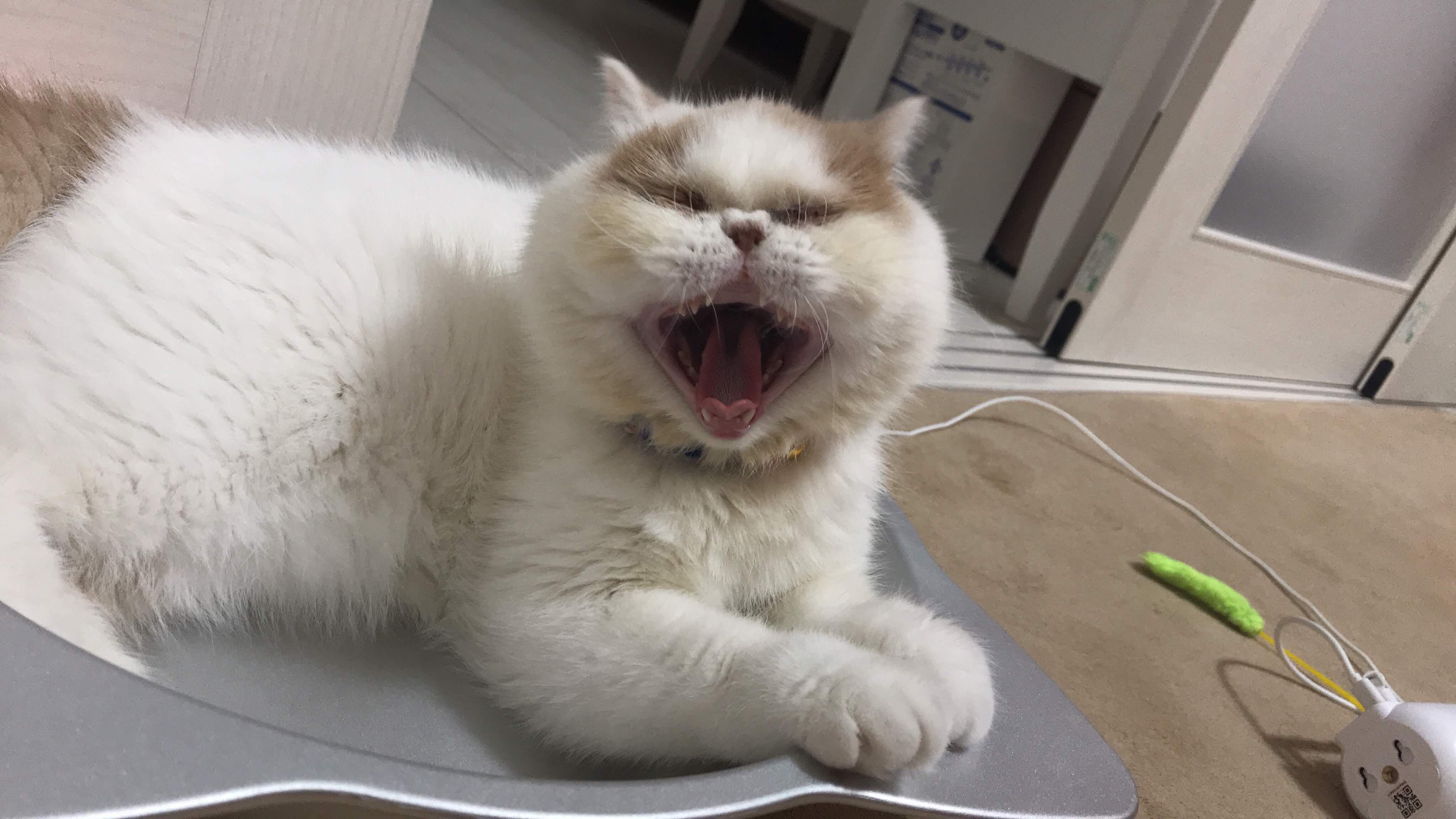 わんにゃんサイトの猫の写真