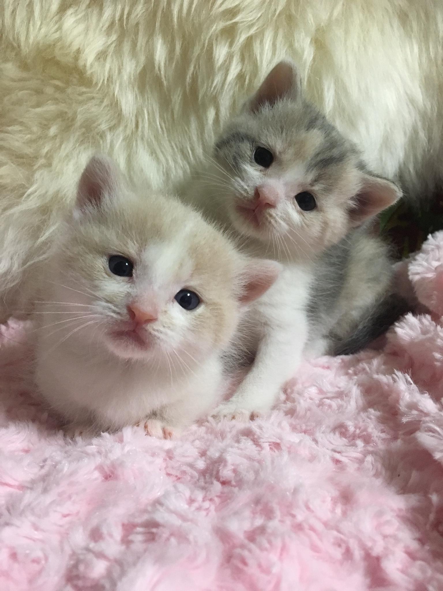 わんにゃんサイトの猫の写真