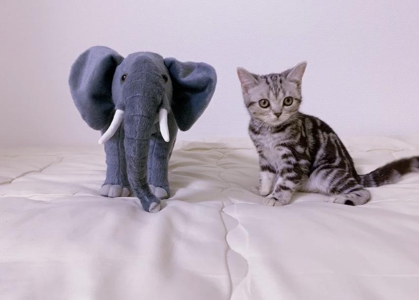 わんにゃんサイトの猫の写真