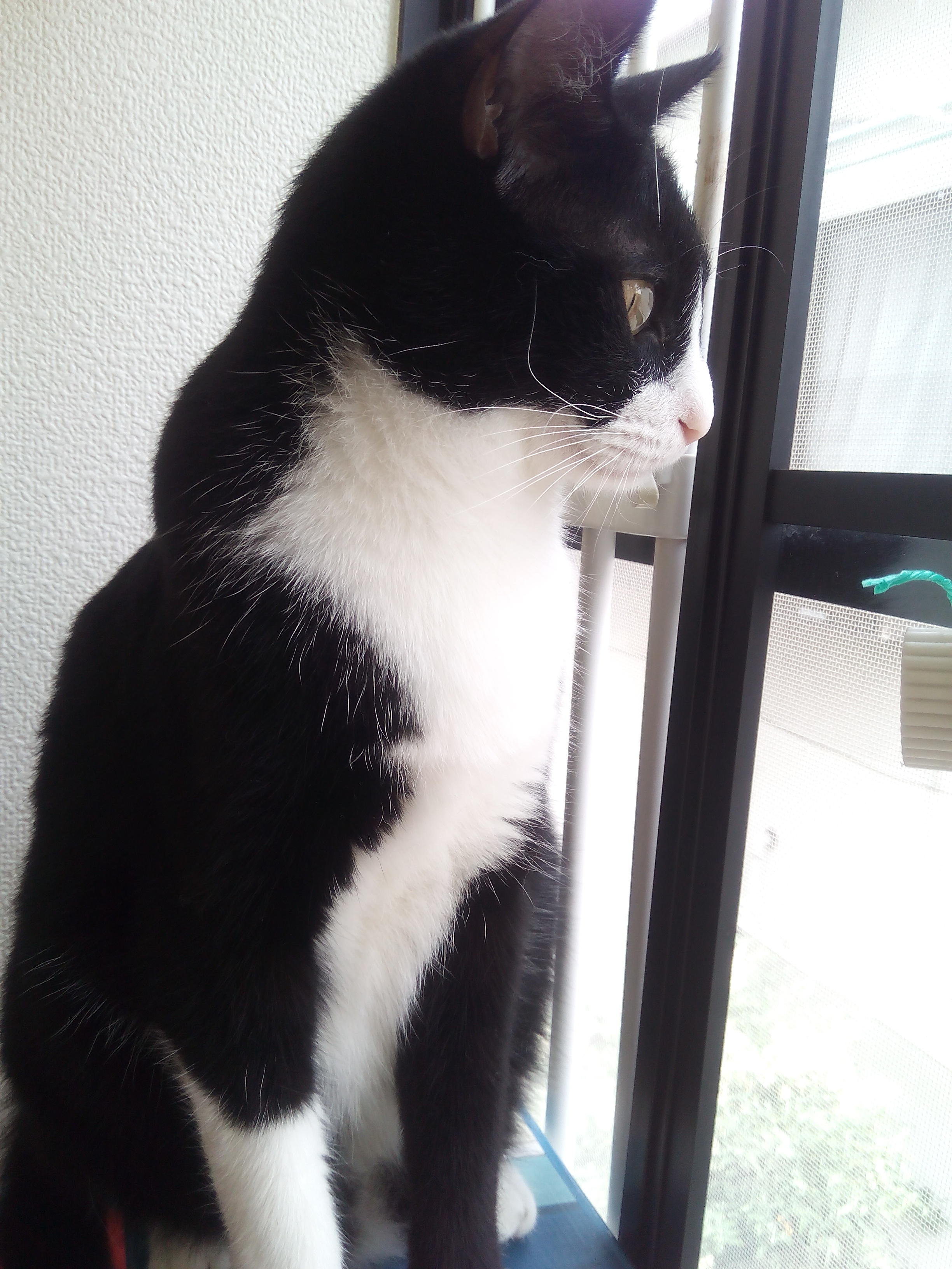 わんにゃんサイトの猫の写真