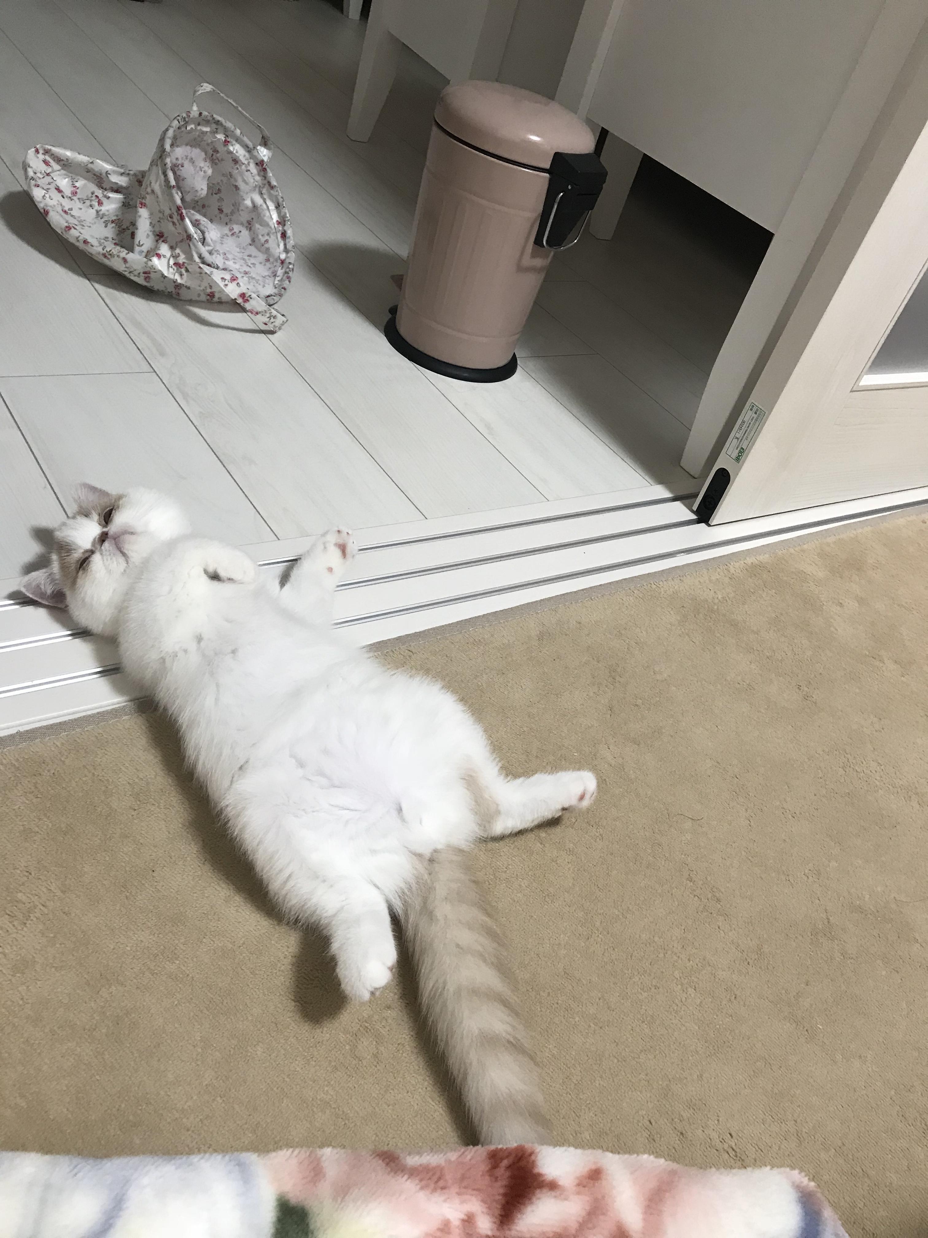 わんにゃんサイトの猫の写真