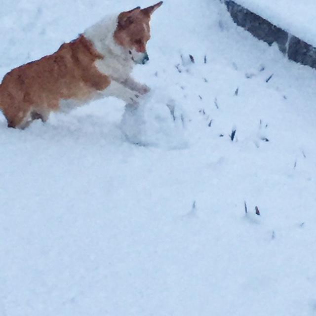 わんにゃんサイトの犬の写真