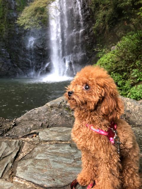 わんにゃんサイトの犬の写真